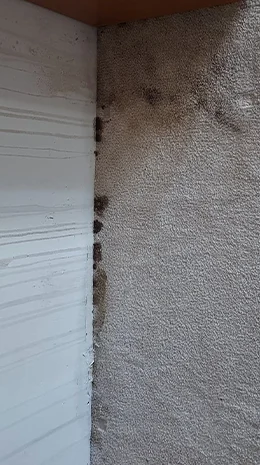 Mochetă înainte de igienizare